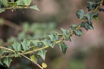 Acebo de Pernyi (Ilex pernyi)