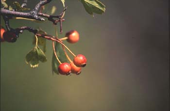 Espino majuelo - Fruto (Crataegus monogyna)