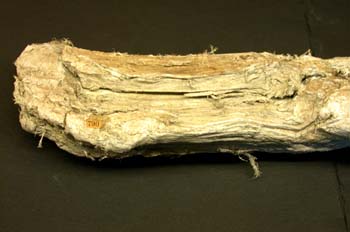 Actinolita (Marruecos)