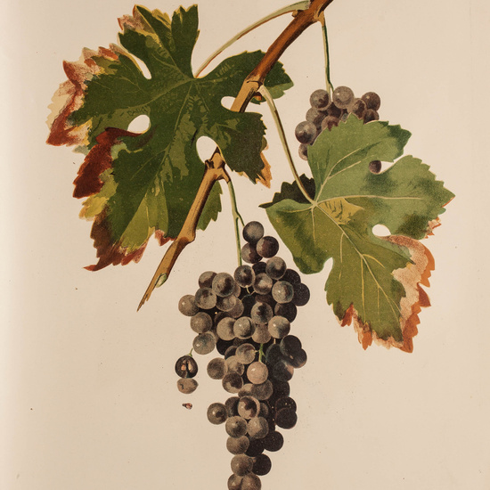 IES_CARDENALCISNEROS_BOTÁNICA_II_LÁMINAS_106