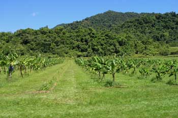 Plataneras, Queensland, Australia