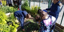 2019_05_06_Quinto en el huerto en mayo_CEIP FDLR_Las Rozas 6