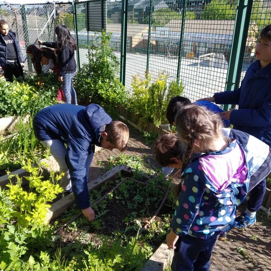 2019_05_06_Quinto en el huerto en mayo_CEIP FDLR_Las Rozas 6