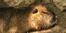 Coipú (Myocastor coypus)