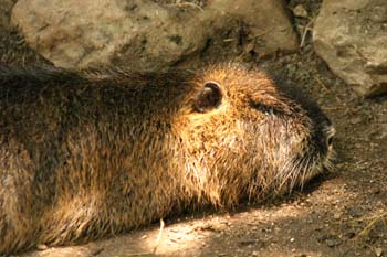 Coipú (Myocastor coypus)