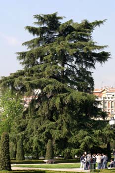 Cedro del Atlas - Porte (Cedrus atlantica)