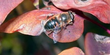 Mosca zángano (Eritalix tenax)