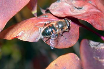 Mosca zángano (Eritalix tenax)
