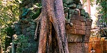 árbol creciendo sobre templo, Angkor, Camboya