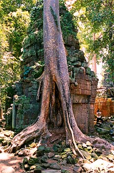árbol creciendo sobre templo, Angkor, Camboya