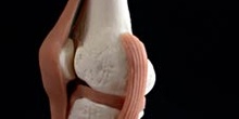 Articulación de la rodilla