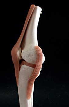 Articulación de la rodilla