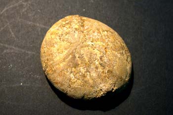 Pygaulus affinis (Erizo) Cretácico