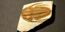 Redlichia chinensis (Trilobites) Cámbrico