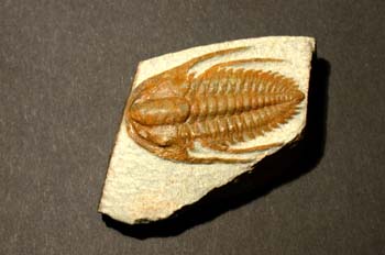 Redlichia chinensis (Trilobites) Cámbrico