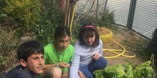 2019_05_Los alumnos de 4º en el Huerto_CEIP FDLR_Las Rozas 21