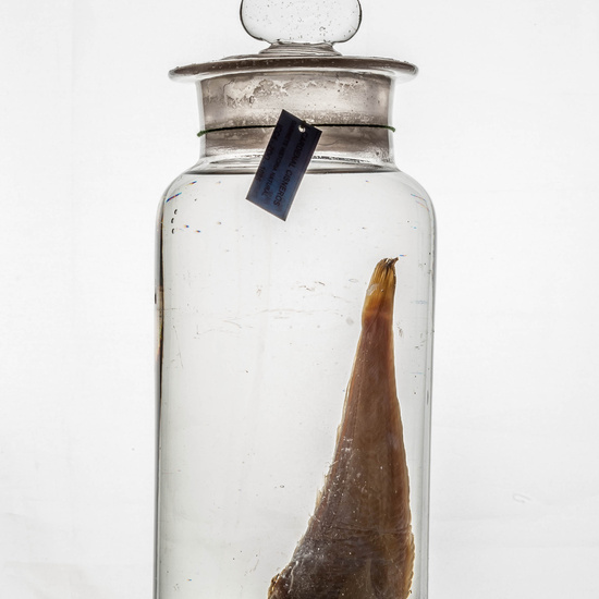 IES_CARDENALCISNEROS_CIENCIASNATURALES_355