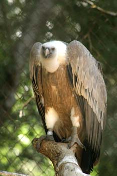 Buitre leonado (Gyps fulvus)