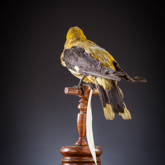 IES_SANISIDRO_MUSEO_Aves_043