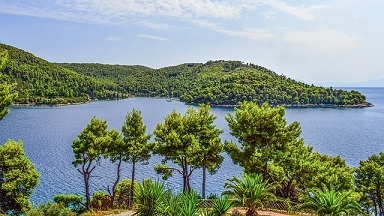 Mediterranean Forest
