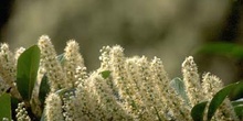 Lauroceraso - Flor (Prunus laurocerasus)