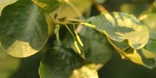 Aliso - Flor Masculina (Alnus glutinosa)