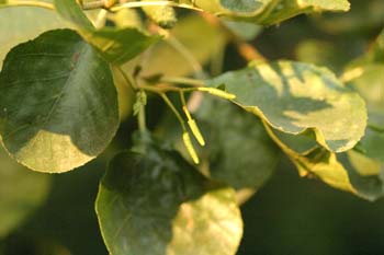 Aliso - Flor Masculina (Alnus glutinosa)