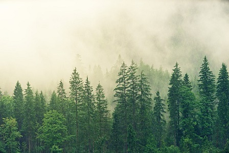 Coniferous Forest