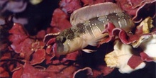 Blenio Mediterraneo (Blenidos)