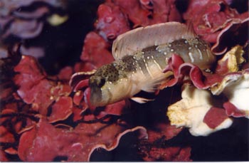 Blenio Mediterraneo (Blenidos)
