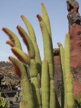 Espostoa - vatricania guentherii