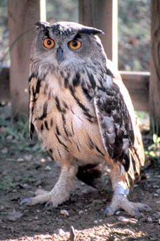 Buho real - Sierra de Fuentes, Cáceres