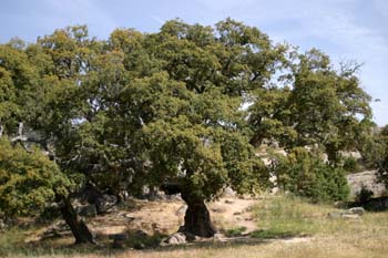 Alcornoque - Porte (Quercus suber)