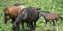 Caballo (Equus caballus)