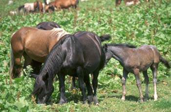 Caballo (Equus caballus)