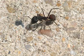 Hormiga (Messor barbara)