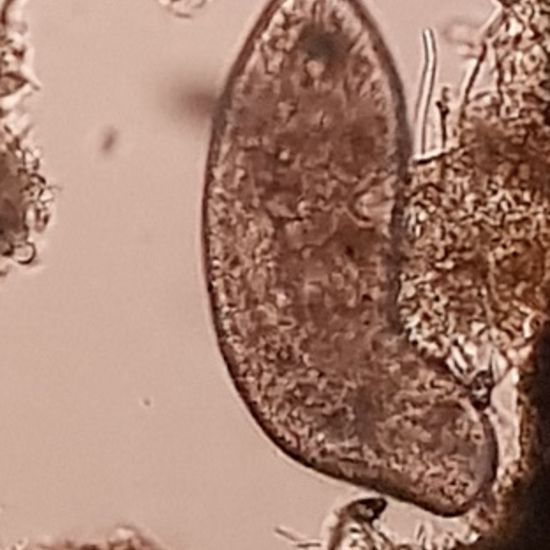Cerva-R01-01 (Paramecio)