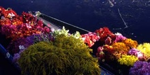 Barcas de transporte de flores en el lago Dal de Srinagar, Jammu