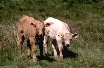 Vaca doméstica (Bos taurus)