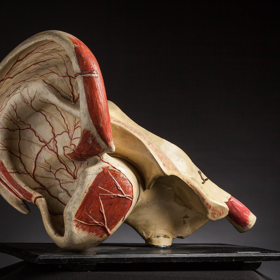 IES_CARDENALCISNEROS_ANATOMIA_MODELOS_040