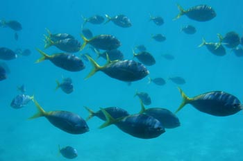 Peces tropicales en la Barrera del Coral, Australia