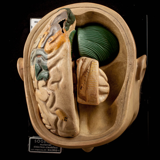 IES_ISABELLACATOLICA_ANATOMIA_015