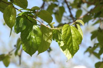 Morera - Hoja (Morus alba)