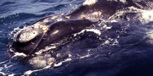 Ballena jorobada, Argentina