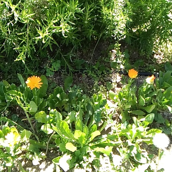 Jornadas Ciencia 2019_Visita Huerto (4)