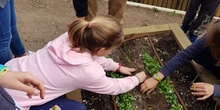 5º PLANTA EN EL HUERTO_CEIP FDLR_LAS ROZAS 2