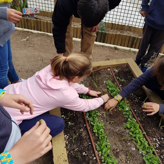 5º PLANTA EN EL HUERTO_CEIP FDLR_LAS ROZAS 2