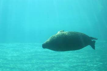 Foca común (Phoca vitulina)