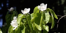 Membrillo - Flor (Cydonia oblonga)