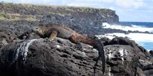 Iguana Marina, Ecuador